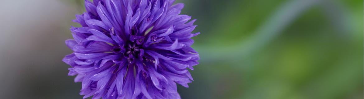 bleuet