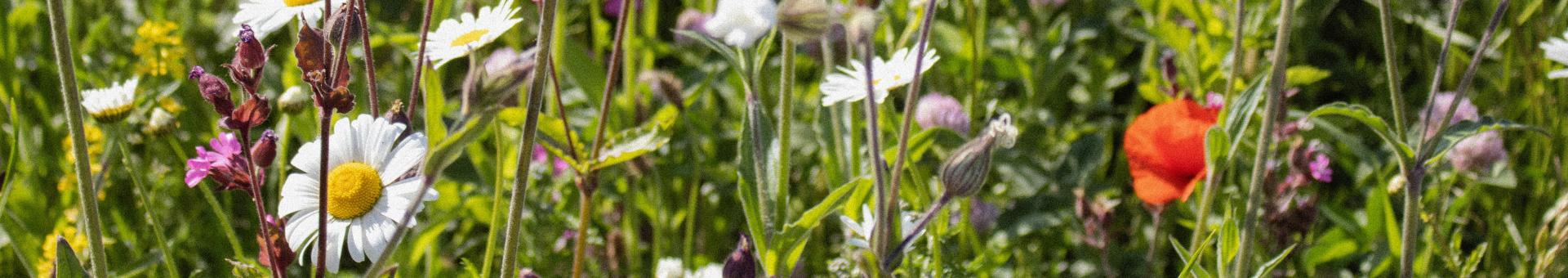 MySustainableCorner – June 2024