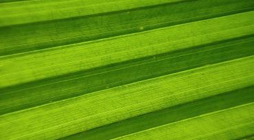 content.field_image['#items'].alt