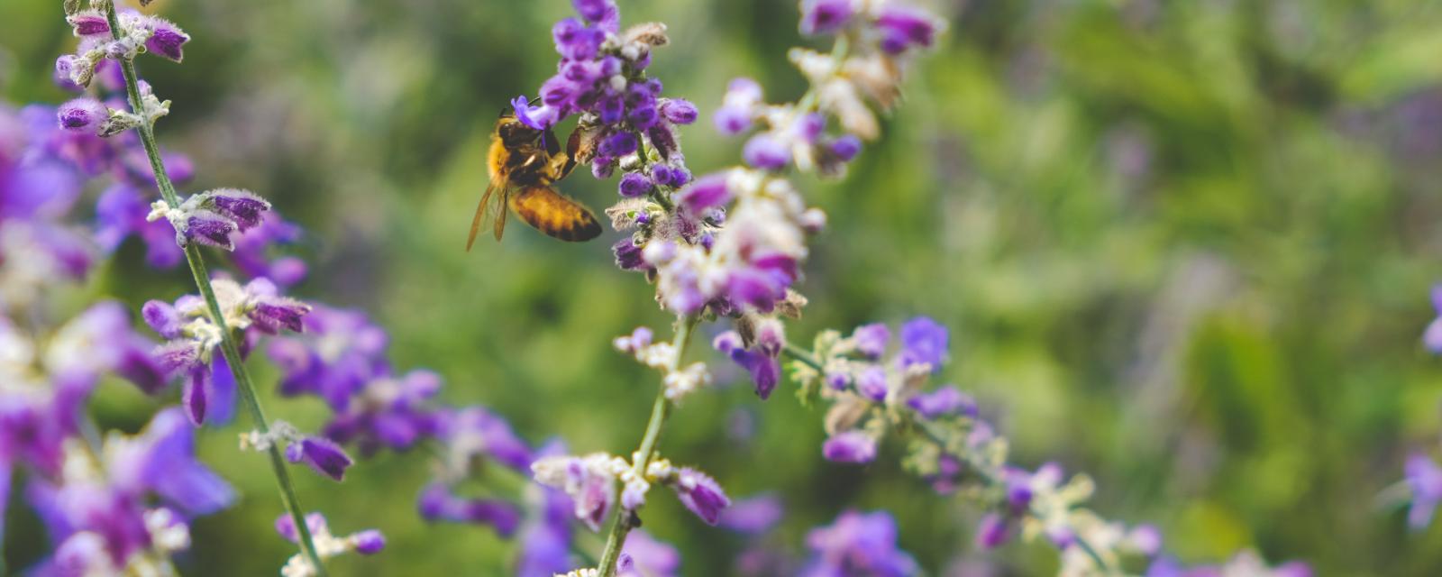 MySustainableCorner – juin 2023