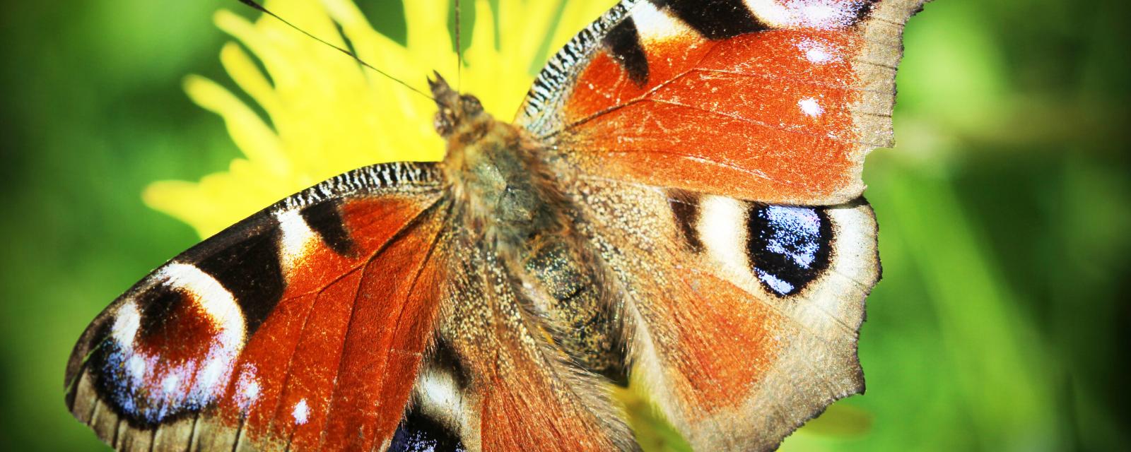 Transition énergétique et biodiversité : un mariage difficile