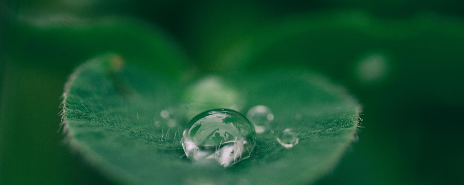 Sustainability Bonds: discernment is a must given the explosion of the market