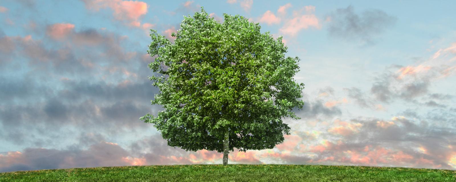 Ostrum AM et la transition écologique sur BFM Business